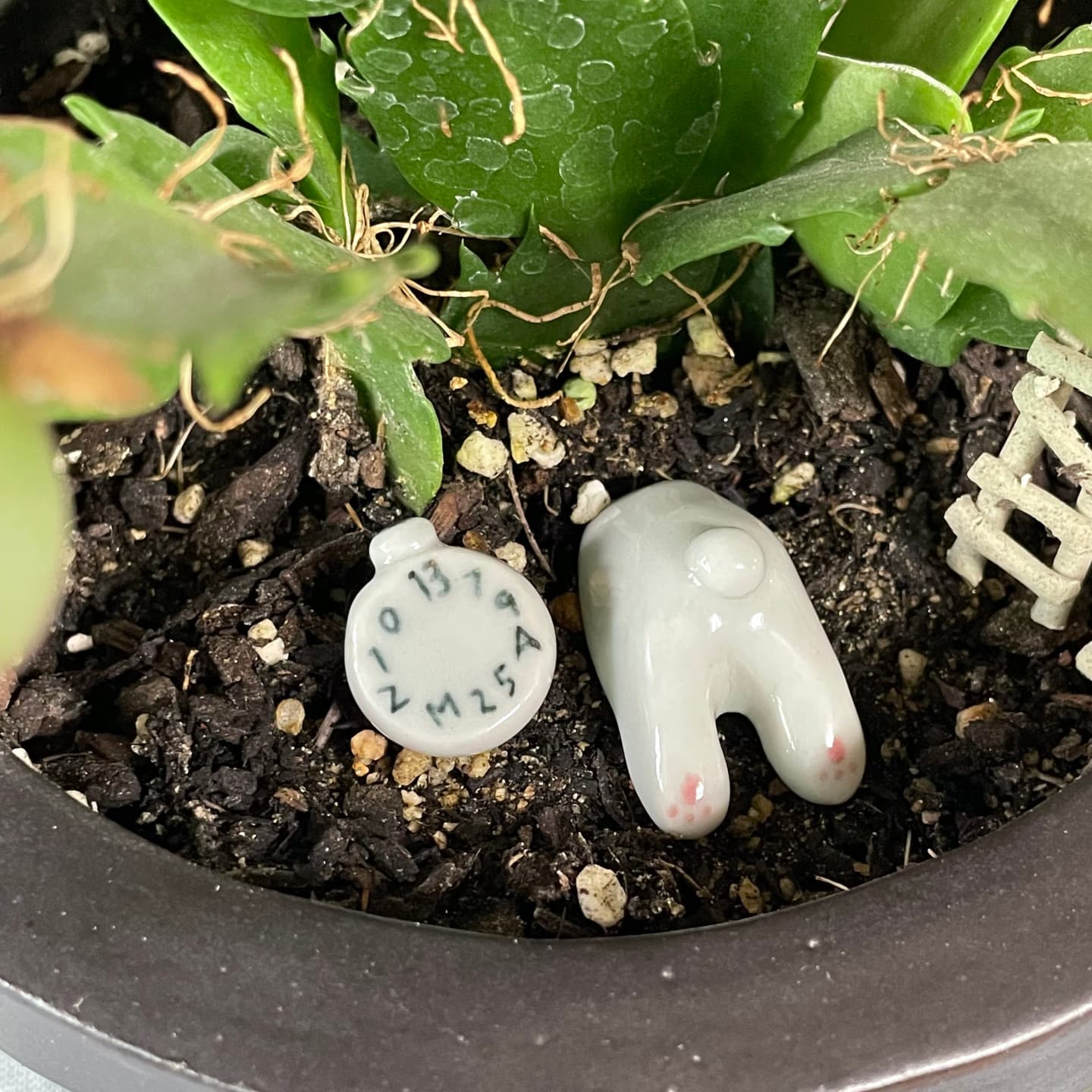 [ZOOM756] ⏱️이상한나라의 토끼🐇